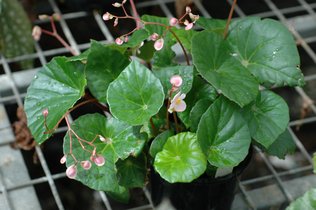B. chitoensis